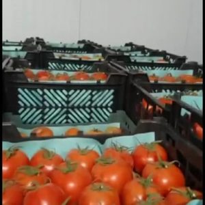 فروش گوجه فرنگی دافنیس گلخانه ای_62c37b8d2eb2d.jpeg