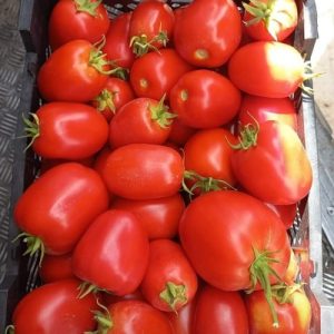 فروش گوجه فرنگی متین_62c300a2917ae.jpeg