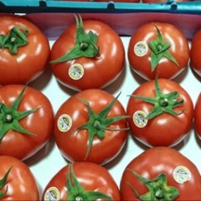 فروش گوجه فرنگی گلخانه ای_62c3b536f40ed.jpeg